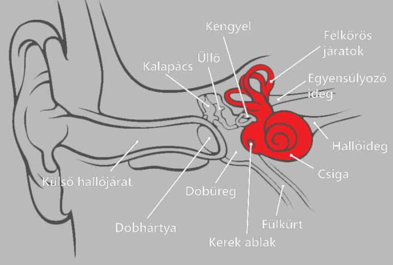 Belső fül anatómiája