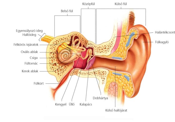 A fül szerkezete